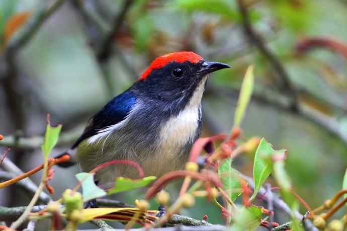 朱背情缘 朱背情缘