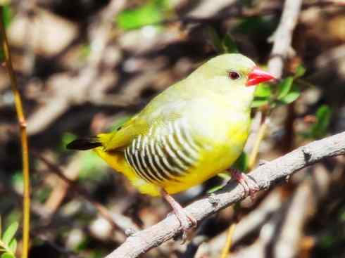 美丽无罪：雀鸟之欣赏