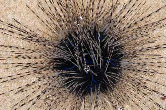 人类第一次完成海洋物种普查：23万种海洋生物