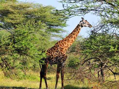 麒麟：传说的兽原型探秘（长颈鹿）