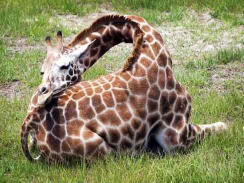 麒麟：传说的兽原型探秘（长颈鹿）