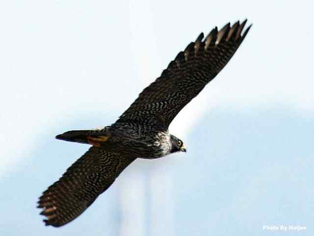 高速连拍游隼起飞瞬间