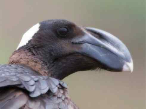 奇特的盔：厚嘴渡鸦