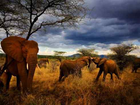 自然奇观：动物大迁徙(非洲大迁徙)