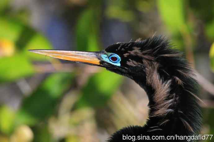鸟雀肖像：美洲蛇鹈