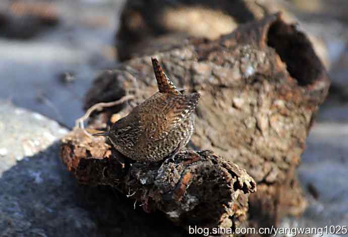 恋窝的鹪鹩 wbr1