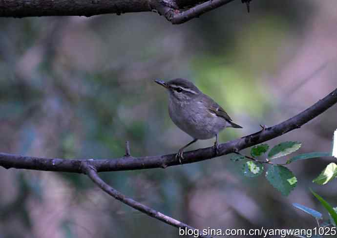 巨嘴柳莺（枝干篇）