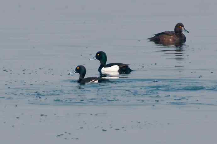 【新鸟】记录凤头潜鸭