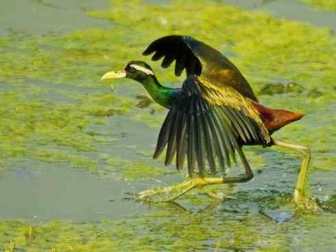 奇特的盔：非洲雉鸻