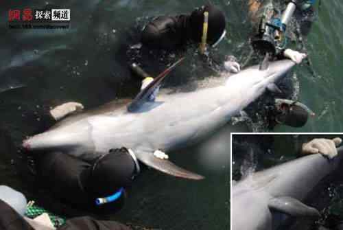 2006年度十大动物故事