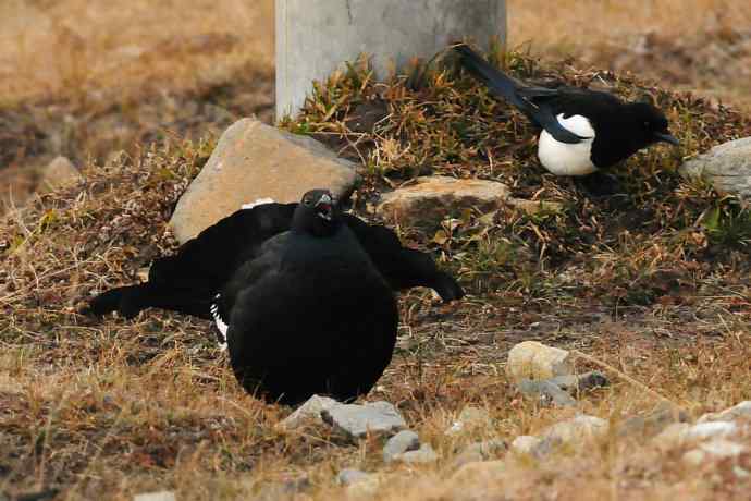 【新鸟】路边的黑琴鸡