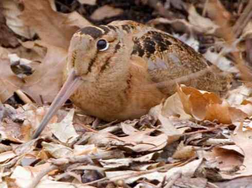鸟类之最:小丘鹬 鸟类之最:小丘鹬