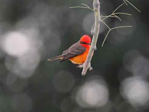 极品红色鸟类：朱红霸鶲