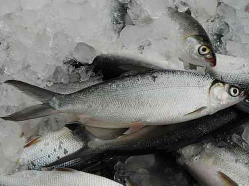 鱼类活化石：虱目鱼