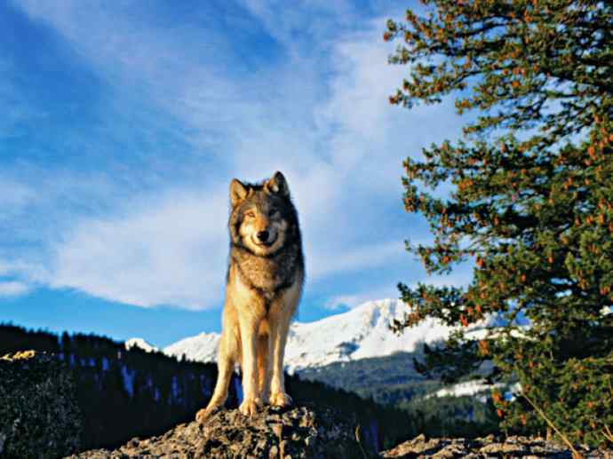 犬科：犬亚科犬属之灰狼