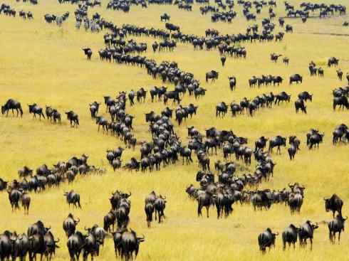 自然奇观：动物大迁徙(非洲大迁徙)