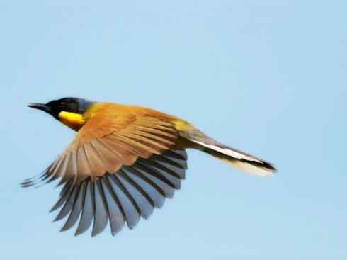 美丽无罪：雀鸟之噪鹛