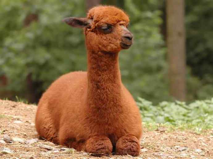 犬科：狐亚科食蟹狐属之食蟹狐