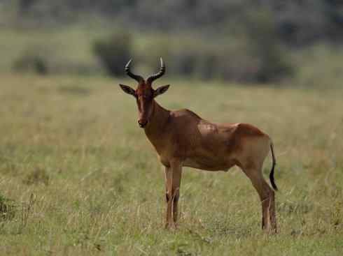 麒麟：传说的兽原型探秘（狷羚）