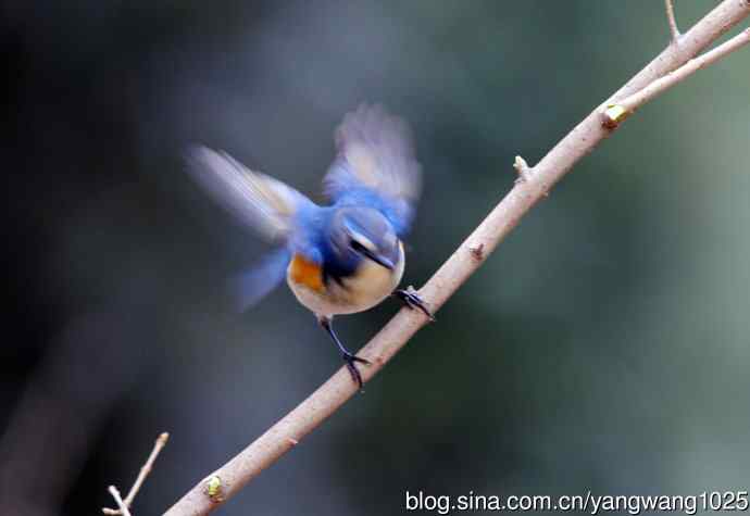 雄性红胁蓝尾鸲（1）