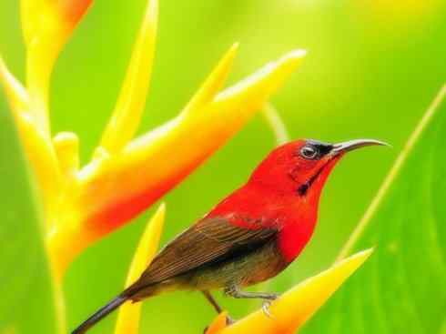 美丽无罪：雀鸟之太阳鸟