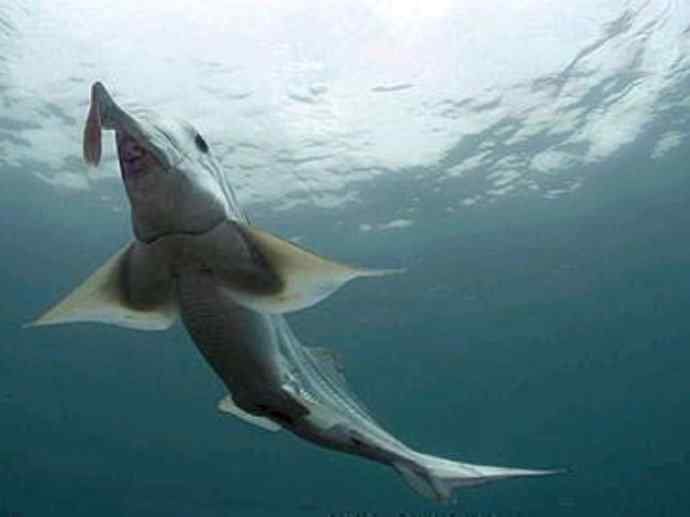 鱼类活化石：叶吻银鲛