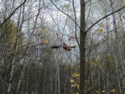 鸟类之最:小丘鹬 鸟类之最:小丘鹬