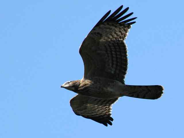 望京楼观赏猛禽迁徙