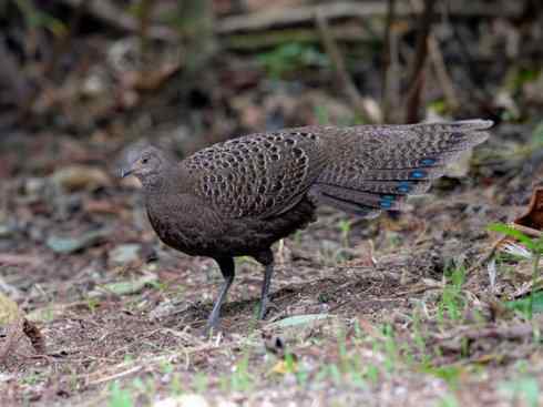 凤凰：传说中的鸟原型探秘（孔雀雉）