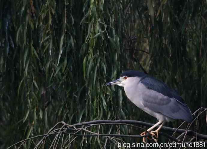 800mm的轻便大炮-望远镜摄影之习作