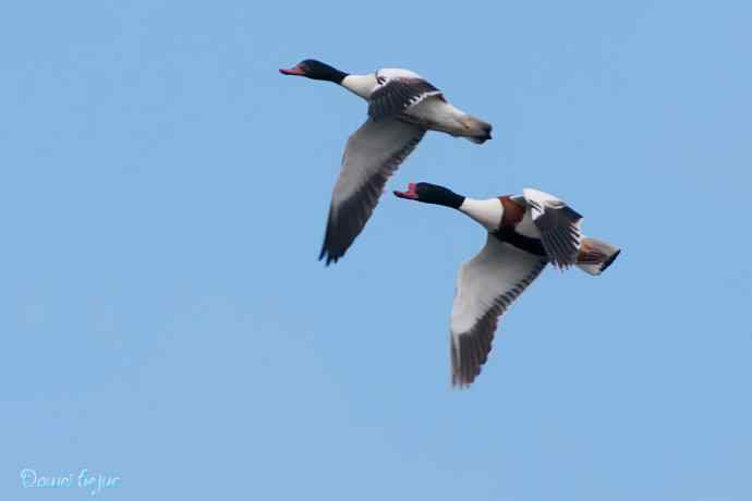 沙河邂逅白琵鹭和翘鼻麻鸭