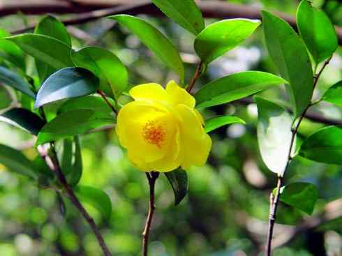 鱼类活化石：美洲肺鱼