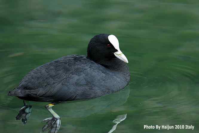 【亚平宁半岛之旅 wbr. wbr角逐白骨顶】