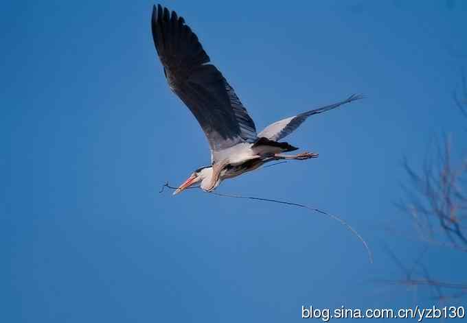 翠湖繁殖羽（组图，12张图片）