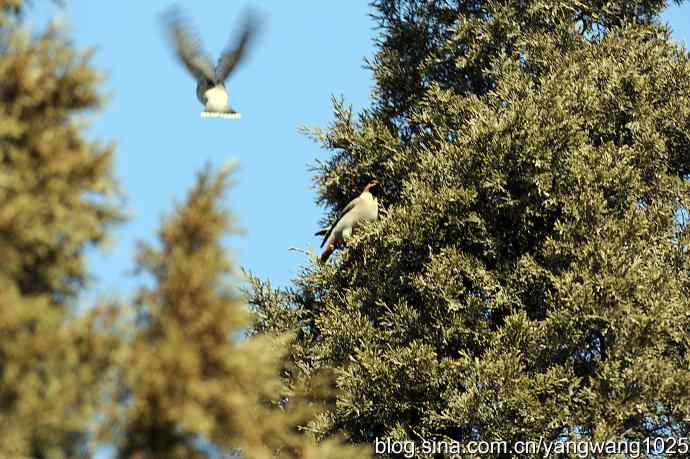 颐和园的收获（欢乐的太平鸟）2