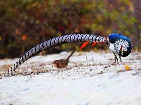 凤凰：传说中的鸟原型探秘（锦鸡）