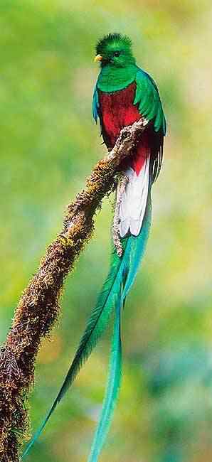 世界上尾巴最长的鸟：凤尾绿咬鹃