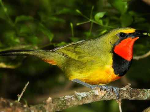 美丽无罪：雀鸟之丛伯劳