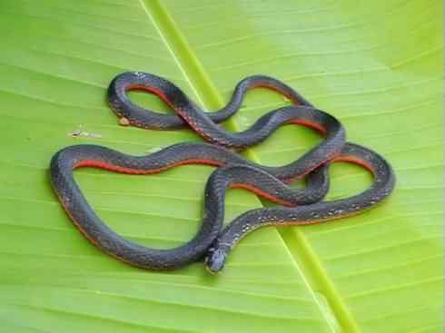 龙：传说的兽原型探秘（环蛇类）