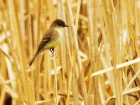 雀鸟也彪悍：四两拨千斤（王霸鹟）