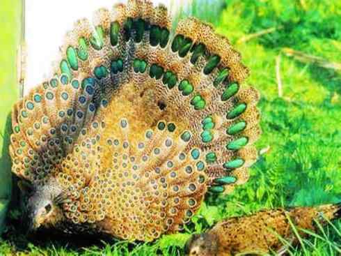 凤凰：传说中的鸟原型探秘（孔雀雉）