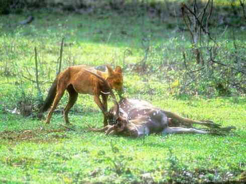 狈：传说的兽原型探秘（豺）