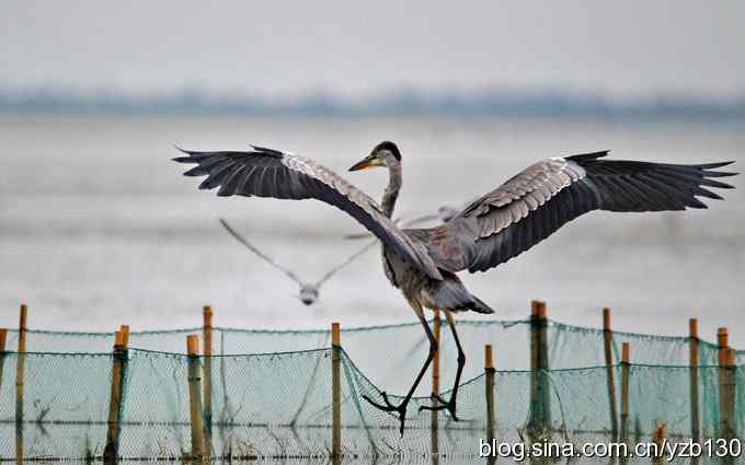 鸟的天堂9鈥斺斘诹核睾５哪信浣牵ㄗ橥迹