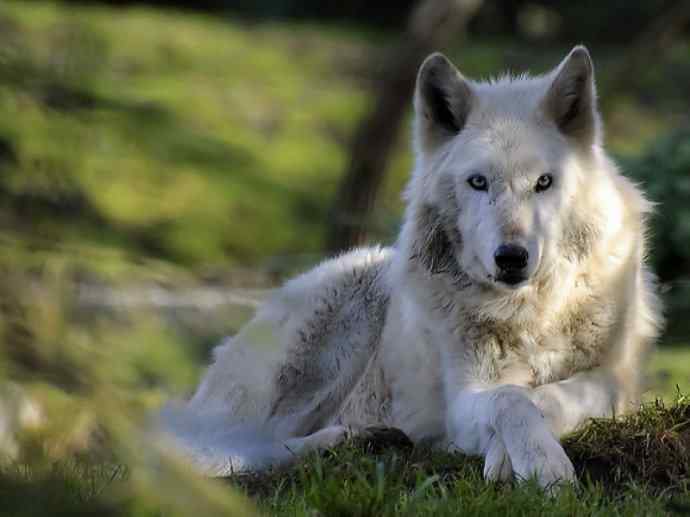 犬科：犬亚科犬属之灰狼