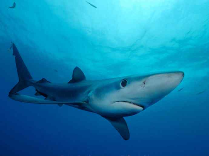鱼类活化石：魔鬼鲨
