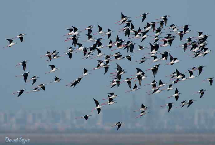 黑翅长脚鹬的港湾