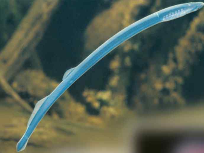 鱼类活化石：背眼七鳃鳗