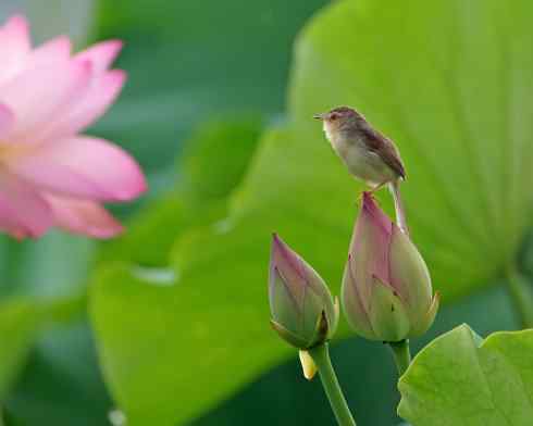 四川西昌鸟类摄影——鸟语花香