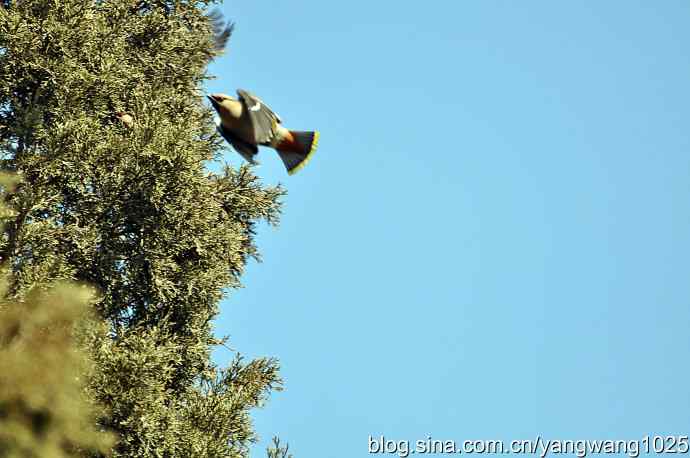 颐和园的收获（欢乐的太平鸟）2