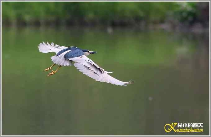 飞翔的鈥滒剽潯菊掌